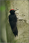 im alten Buchenbestand... Schwarzspecht *Dryocopus martius* im Wald