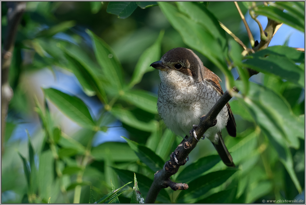 hoch oben im Baum... Neuntöter *Lanius collurio*, weiblicher Altvogel schaut nach dem Rechten