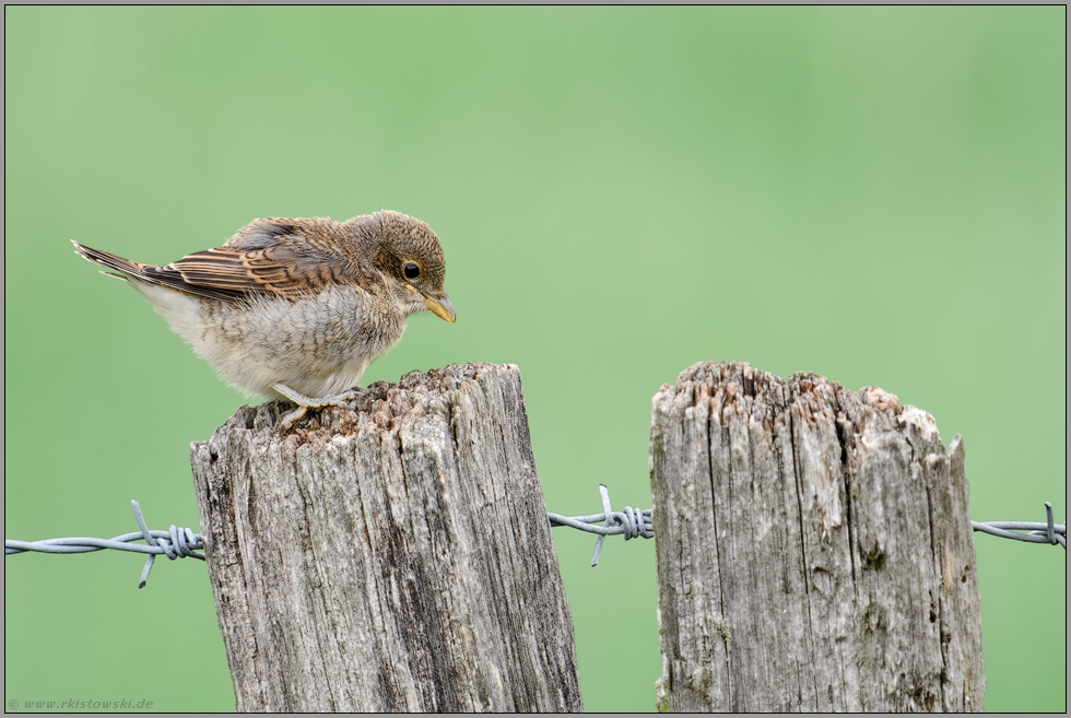 Jungspund... Neuntöter *Lanius collurio*, gerade eben flügger Jungvogel entdeckt die Welt