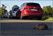 Straßenverkehrsopfer... Igel *Erinaceus europaeus*, überfahrener Igel