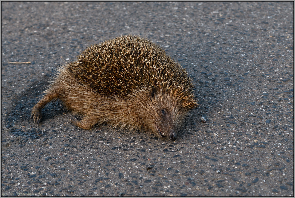 Tod auf der Strasse... Igel *Erinaceus europaeus*, Strassenverkehrsopfer, überfahrener Igel