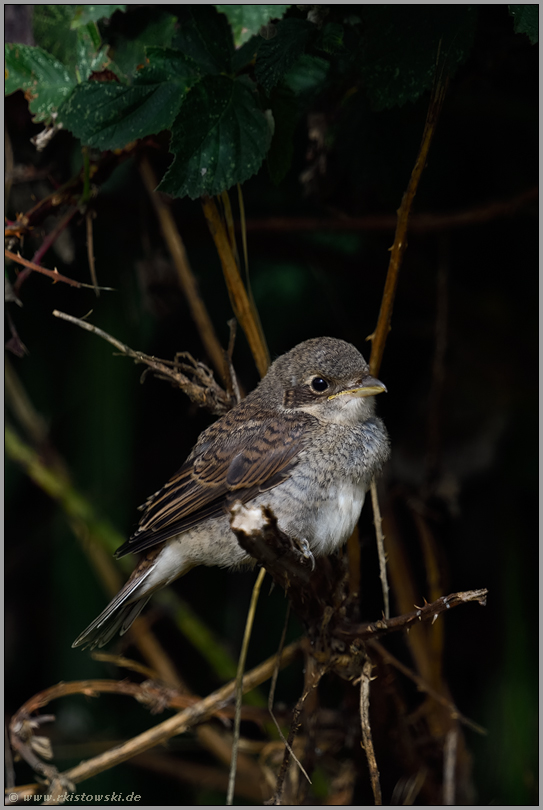 tief unten in der Hecke... Neuntöter *Lanius collurio*, flügger Jungvogel versteckt sich, sucht Schutz