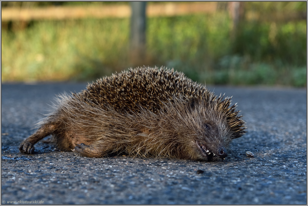 Tod auf der Strasse... Igel *Erinaceus europaeus*, Strassenverkehrsopfer, überfahrener Igel