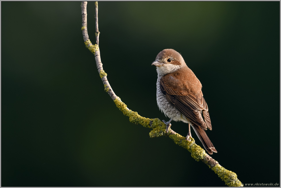 im schönsten Licht... Neuntöter *Lanius collurio*, weiblicher Altvogel auf einem Holunderast