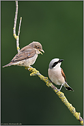 Konversation... Neuntöter *Lanius collurio*, Auseinandersetzung zwischen Männchen und Jungvogel