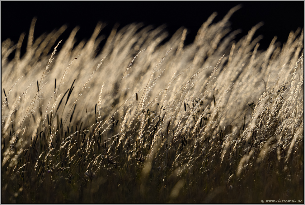 Gräser im Licht... Süßgräser *Poaceae * auf einer Blumenwiese, Gegenlichtaufnahme