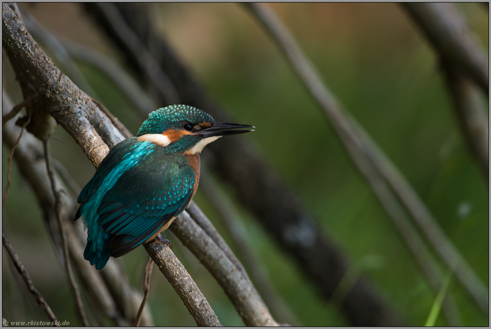 am Uferrand... Eisvogel *Alcedo atthis* sitzt in den Baumwurzeln