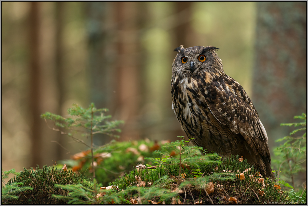 im Wald... Europäischer Uhu *Bubo bubo* sitzt auf leicht erhöhter natürlicher Sitzwarte im Wald