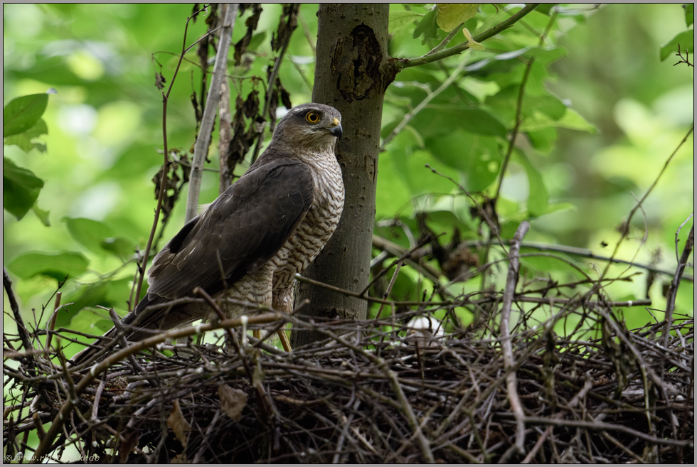 stolzer Vogel Greif... Sperber *Accipiter nisus* auf dem Nest, mit Nachwuchs