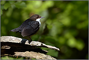 im schönsten Licht... Wasseramsel *Cinclus cinclus* an ihrem Ruheplatz