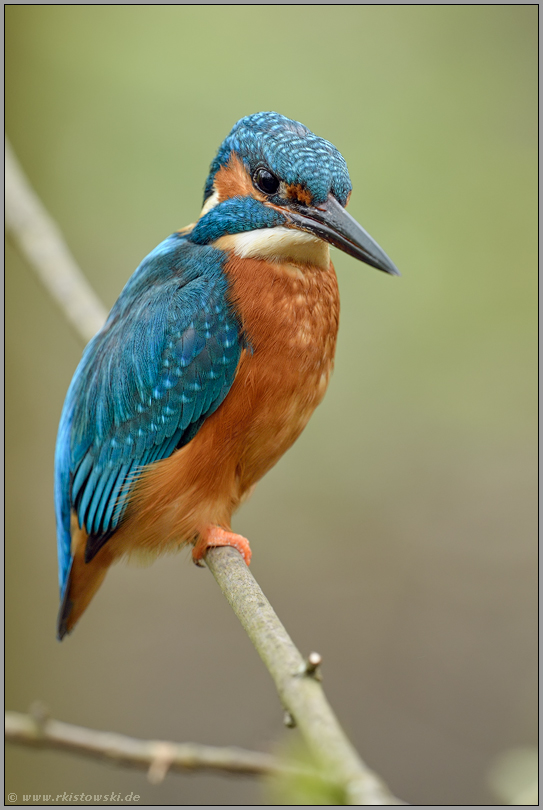 aufmerksam beobachtend... Eisvogel *Alcedo atthis*, Altvogel bei der Jagd