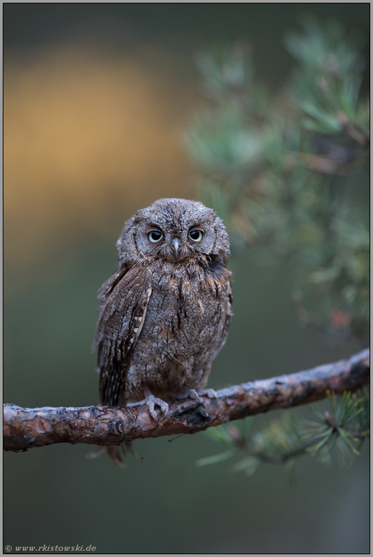 wärmeliebend... Zwergohreule *Otus scops* bei weichem Licht