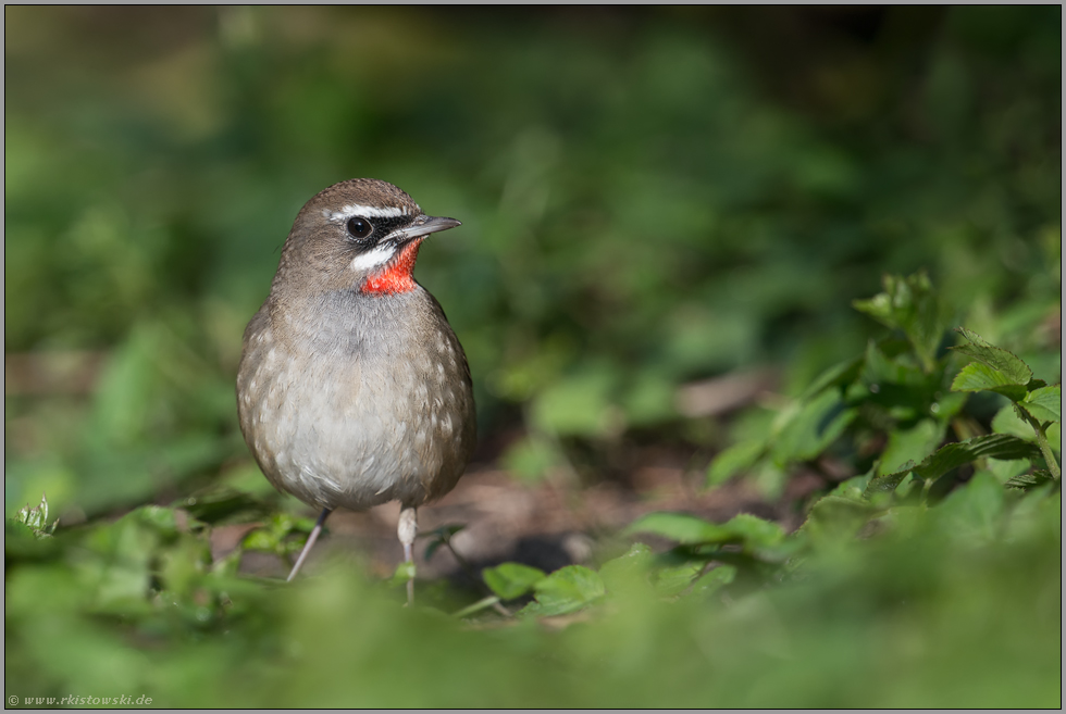 stets aufmerksam... Rubinkehlchen *Luscinia calliope* im Unterholz