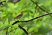 typischer Waldvogel... Waldlaubsänger *Phylloscopus sibilatrix*