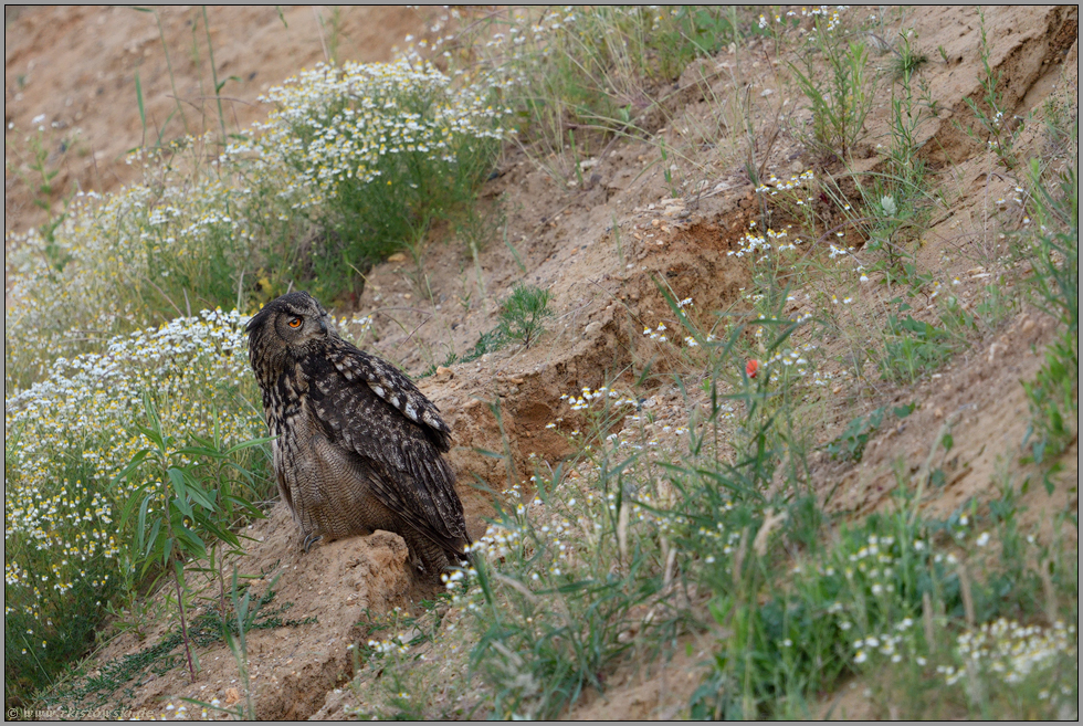 unter Beobachtung... Europäischer Uhu *Bubo bubo*, altes Uhu-Weibchen