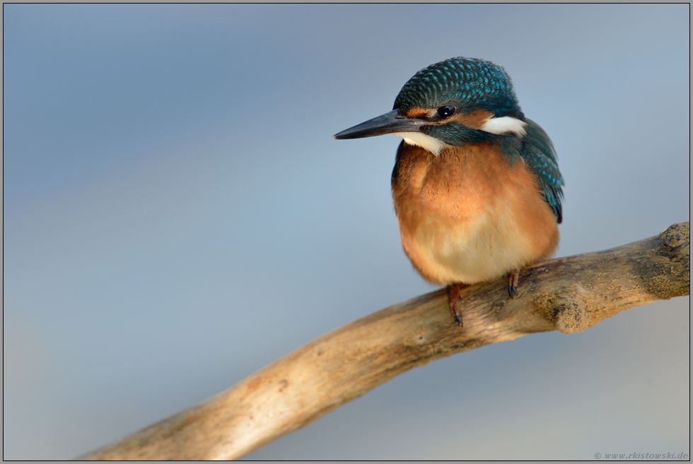 Reflektionen... Eisvogel *Alcedo atthis*, junger Eisvogel im Lichtspot