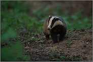 bei fortgeschrittener Dämmerung... Europäischer Dachs *Meles meles* spätabends im Wald