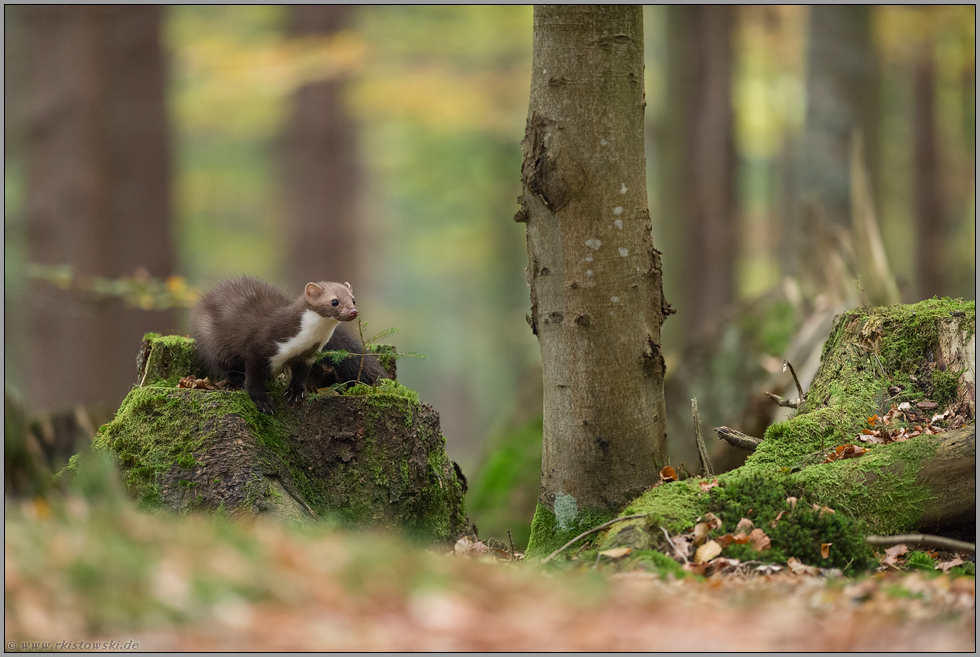 gegabelter weißer Brustfleck... Steinmarder *Martes foina*, sichtbares Unterscheidungsmerkmal