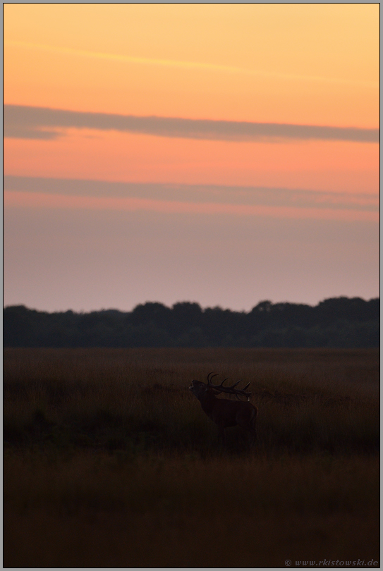 Hirschröhren... Rothirsch *Cervus elaphus* am späten Abend