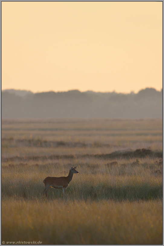 lauschend... Rotwild *Cervus elaphus*, Hirschkuh in weiter Grasssteppe