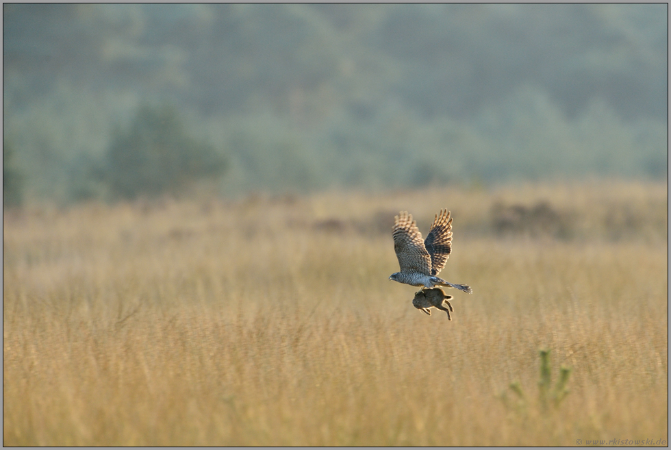 schwere Fracht... Habicht *Accipiter gentilis* im Flug mit Kaninchen in den Fängen