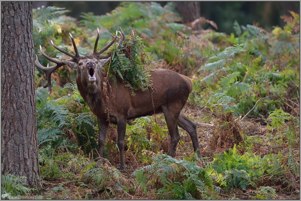 mit Inbrunst... Rothirsch *Cervus elaphus* mit farnbehangenem Geweih röhrend im Wald