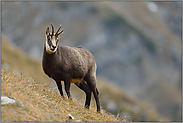 außer Puste... Gämse *Rupicapra rupicapra* in der Bergwelt der Bayerischen Alpen