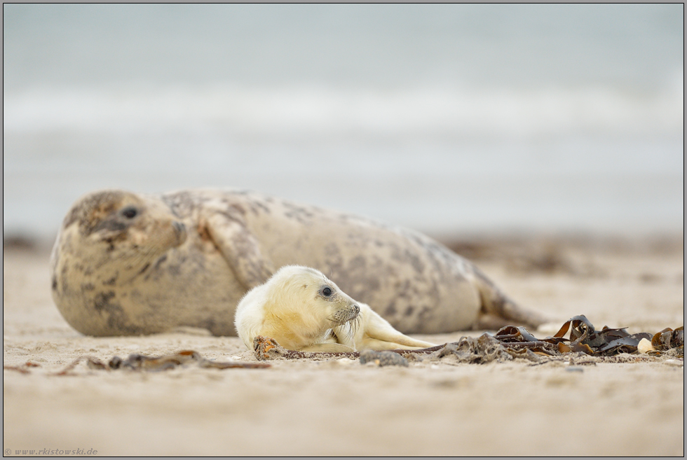 Rekordzahlen... Kegelrobbe *Halichoerus grypus* auf Helgoland, Alttier ( Muttertier ) mit Jungtier