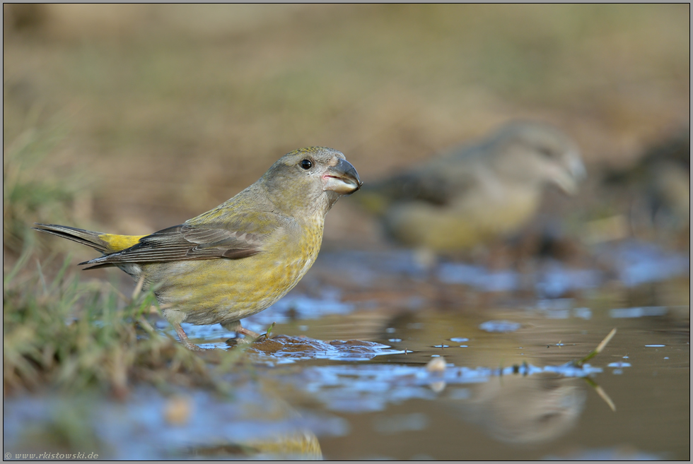 Invasionsvogel... Kiefernkreuzschnabel *Loxia pytyopsittacus*, gelbgrünes Weibchen bei der Wasseraufnahme