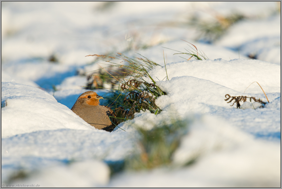 gut versteckt... Rebhuhn *Perdix perdix* im Winter