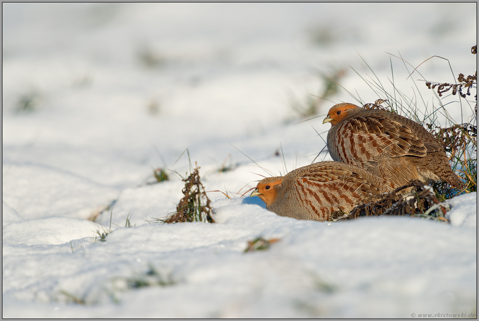 im Winter... Rebhühner *Perdix perdix* im Schnee