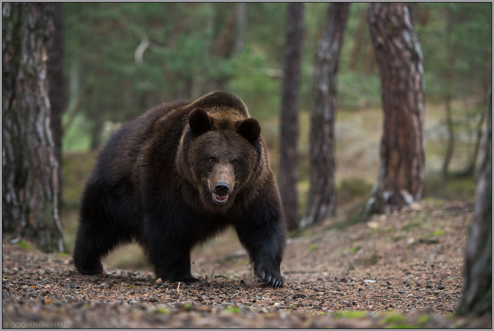 Sohlengänger... Europäischer Braunbär *Ursus arctos* läuft einen Berg hinauf