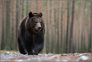 körperliche Überlegenheit... Europäischer Braunbär *Ursus arctos* in der Frontalen