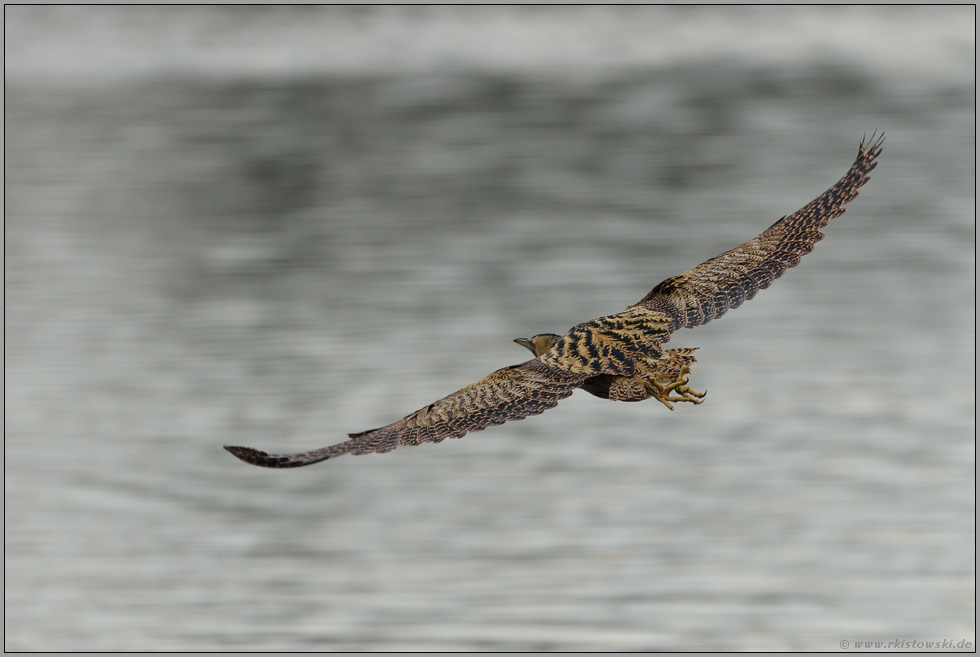 spätabends am See... Rohrdommel *Botaurus stellaris* im Flug, Aufsicht