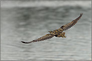 spätabends am See... Rohrdommel *Botaurus stellaris* im Flug, Aufsicht