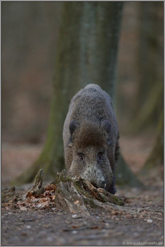 bestens angepasst... Wildschwein  *Sus scrofa* in der Frontalen