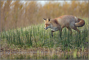 am Gewässer... Rotfuchs *Vulpes vulpes* im schönen Winterfell