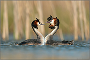 Frühlingsgefühle... Haubentaucher *Podiceps cristatus*, balzendes Pärchen, Kopfschütteln, Balzverhalten