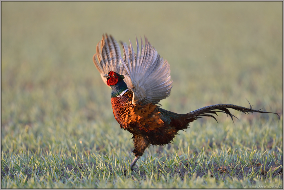 Flattermann... Jagdfasan *Phasianus colchicus* schlägt mit den Flügeln