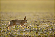 frühmorgens auf'm Acker... Feldhase *Lepus europaeus* hat's eilig