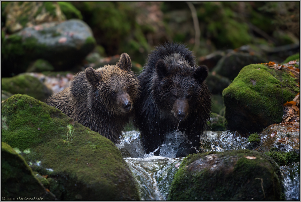 Farbvarianten... Europäische Braunbären *Ursus arctos*, zwei Jungbären in einem Wildbach