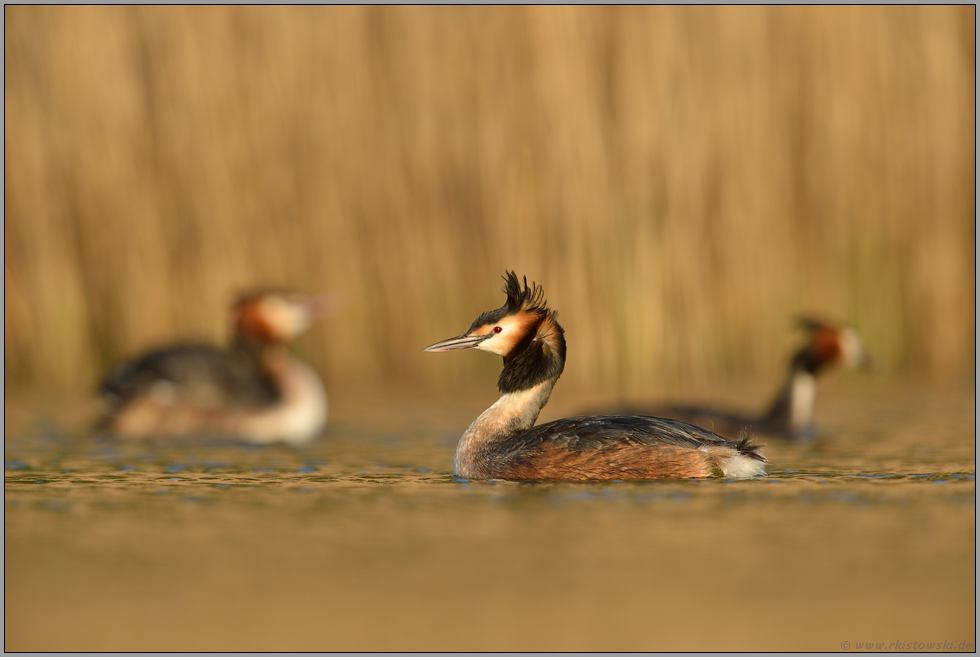 drei sind einer zuviel... Haubentaucher *Podiceps cristatus*, kleinere Gruppe