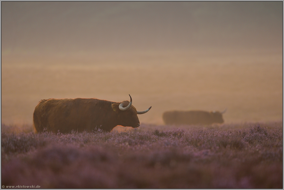 zur Heideblüte... Schottisches Hochlandrind *Bos primigenius f. taurus* im frühen Morgenlicht