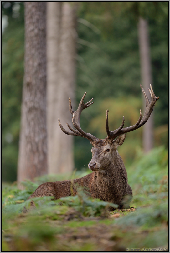 tiefenentspannt... Rothirsch *Cervus elaphus* ruht im Farn