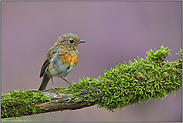 juvenil... Rotkehlchen *Erithacus rubecula*, Lebenslauf und Lebenserwartung eines Jungvogels