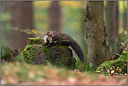 aufmerksam... Steinmarder *Martes foina* auf einem Baumstumpf im herbstlichen Wald