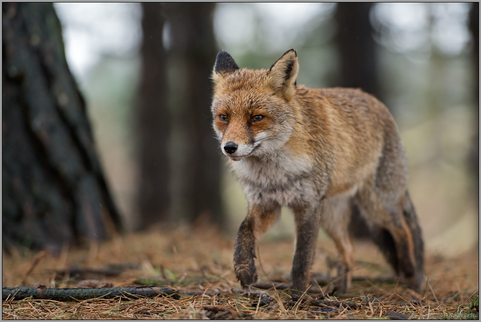 im Nadelwald... Rotfuchs *Vulpes vulpes* bei schlechtem Wetter mit regennassem Fell