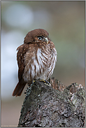 südamerikanische Eulenart... Brasil-Sperlingskauz *Glaucidium brasilianum*, wird auch als Brasilzwergkauz bezeichnet