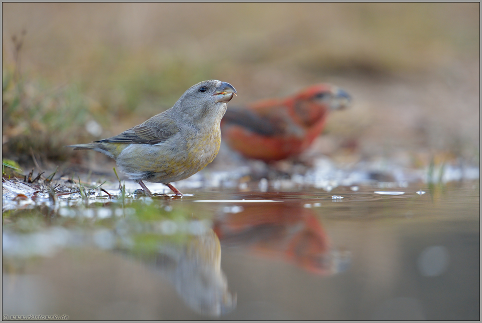 an der Wasserpfütze... Kiefernkreuzschnabel *Loxia pytyopsittacus*, Weibchen und Männchen