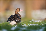 allein... Blässgans *Anser albifrons*, Wildgans im Winter auf einer Wiese am Niederrhein